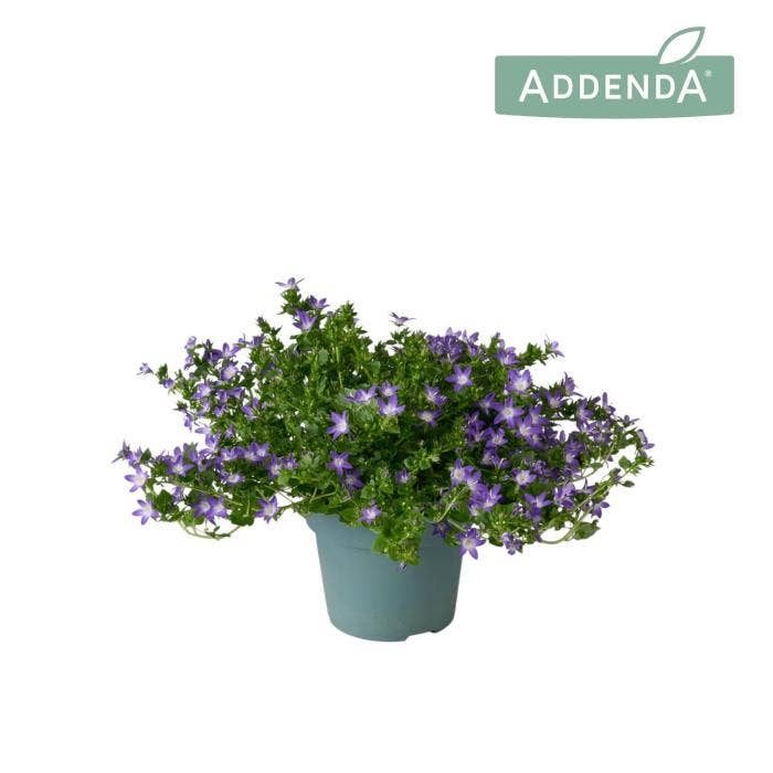 Campanula Adansa Purple