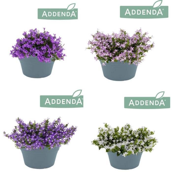 Campanula 'Addenda Bowl'