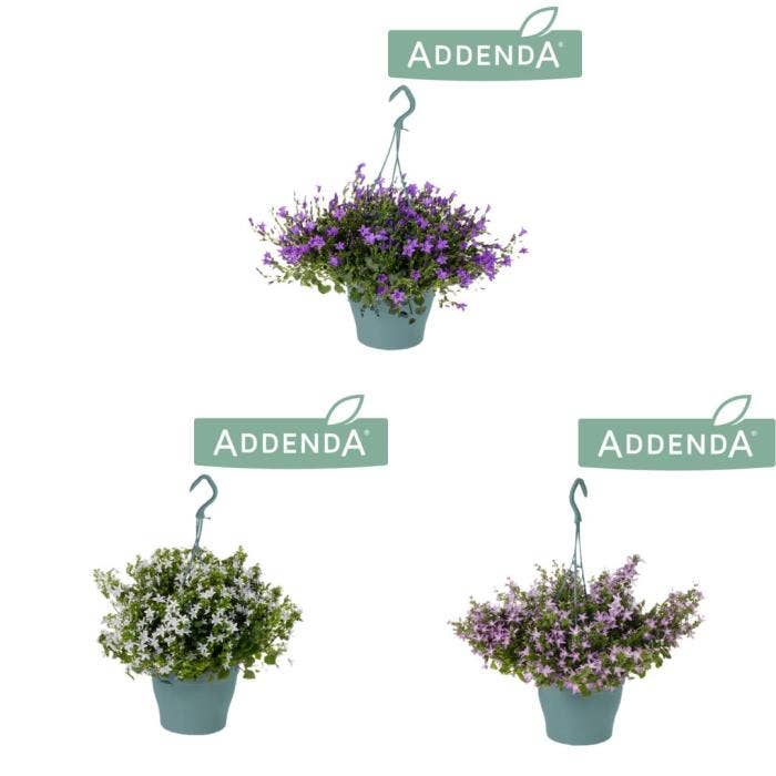Campanula Addenda hanging
