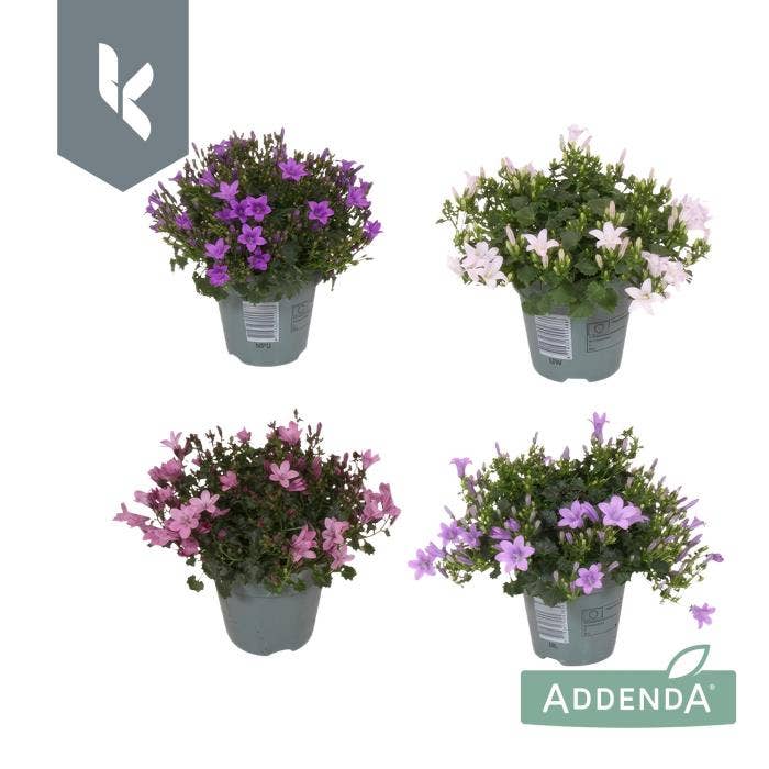 Campanula Addenda
