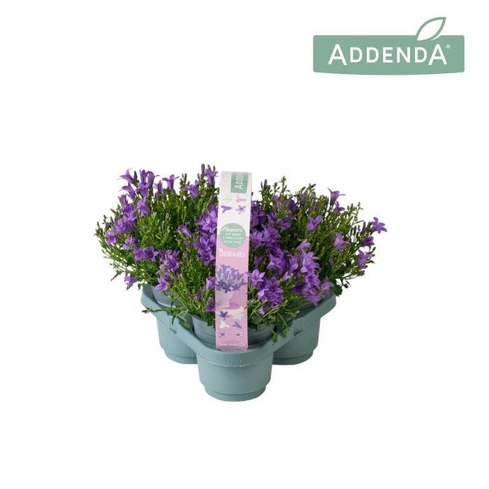Campanula Ambella 3-Pack