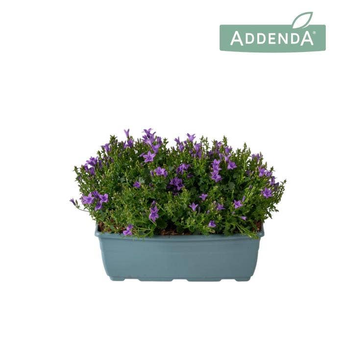 Campanula Ambella Intense Purple balcony