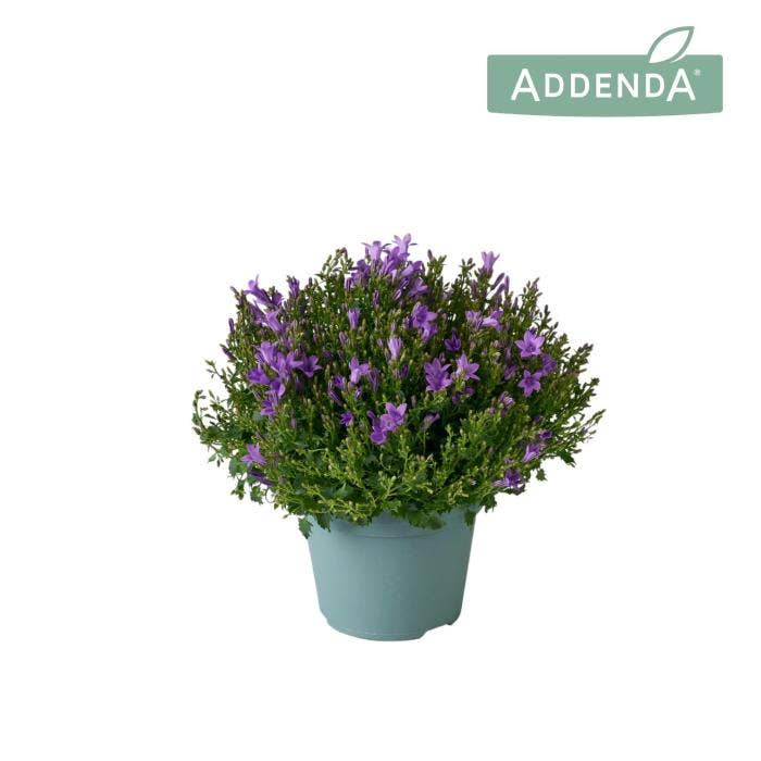 Campanula Ambella Intense Purple