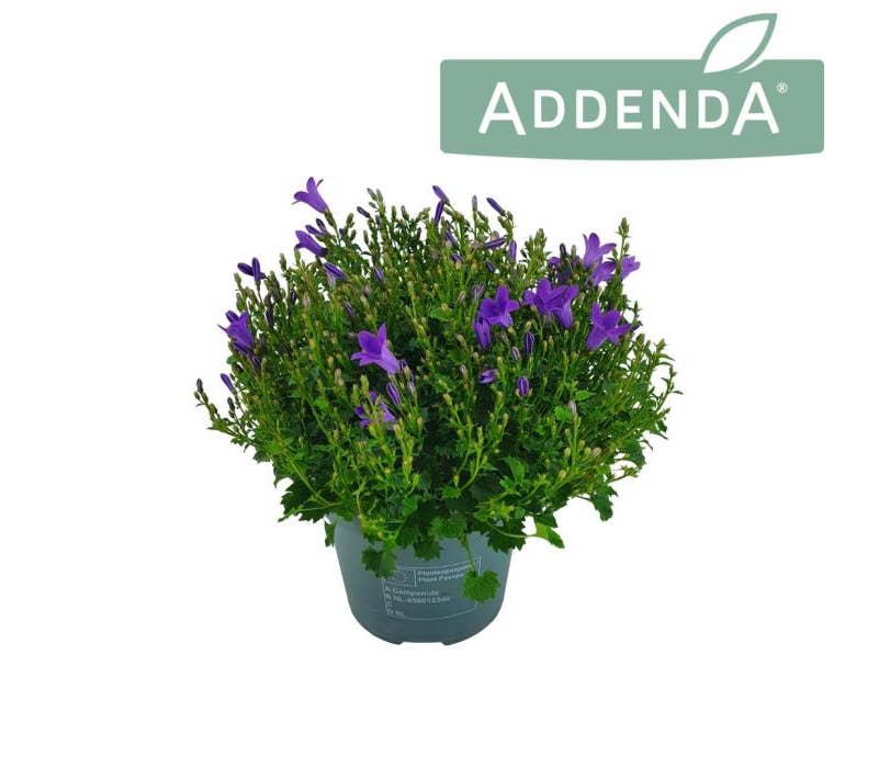 Campanula Ambella Intense Purple
