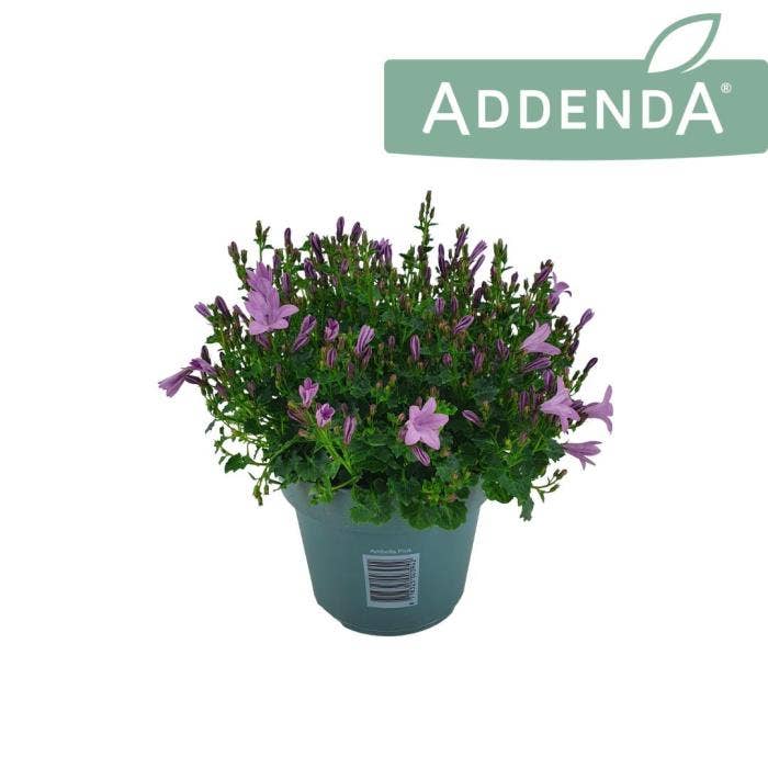 Campanula Ambella Pink