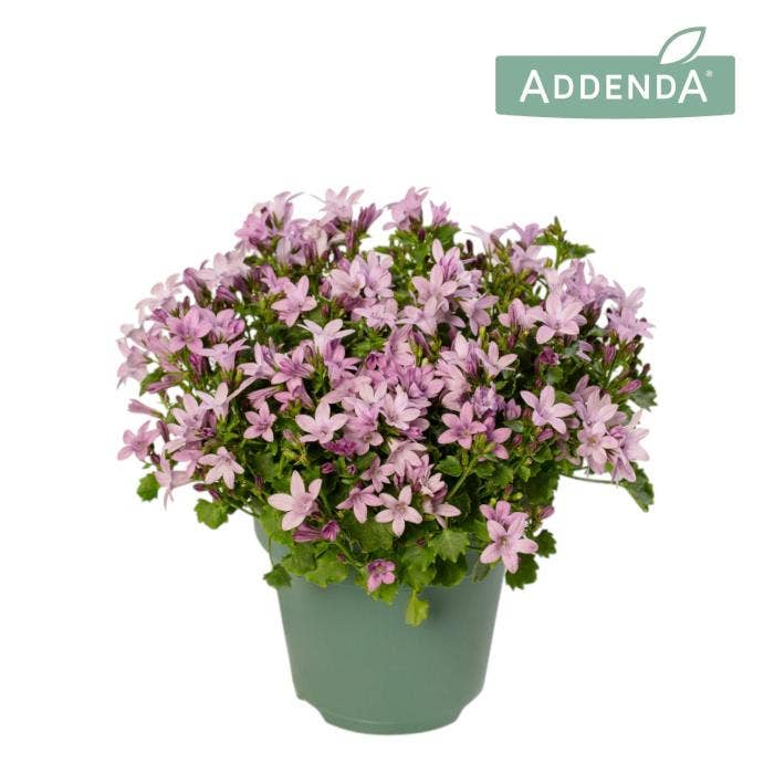 Campanula Ambella Pink
