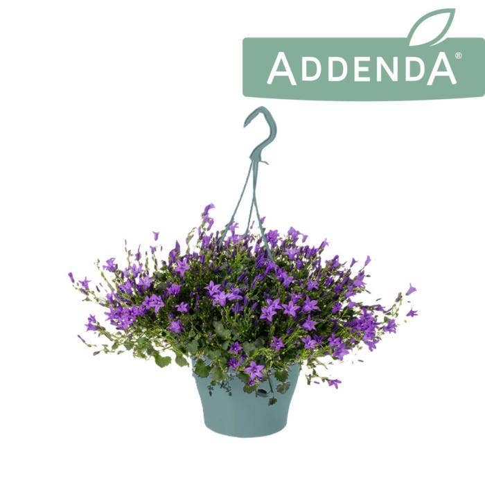 Campanula Ambella Purple hanging