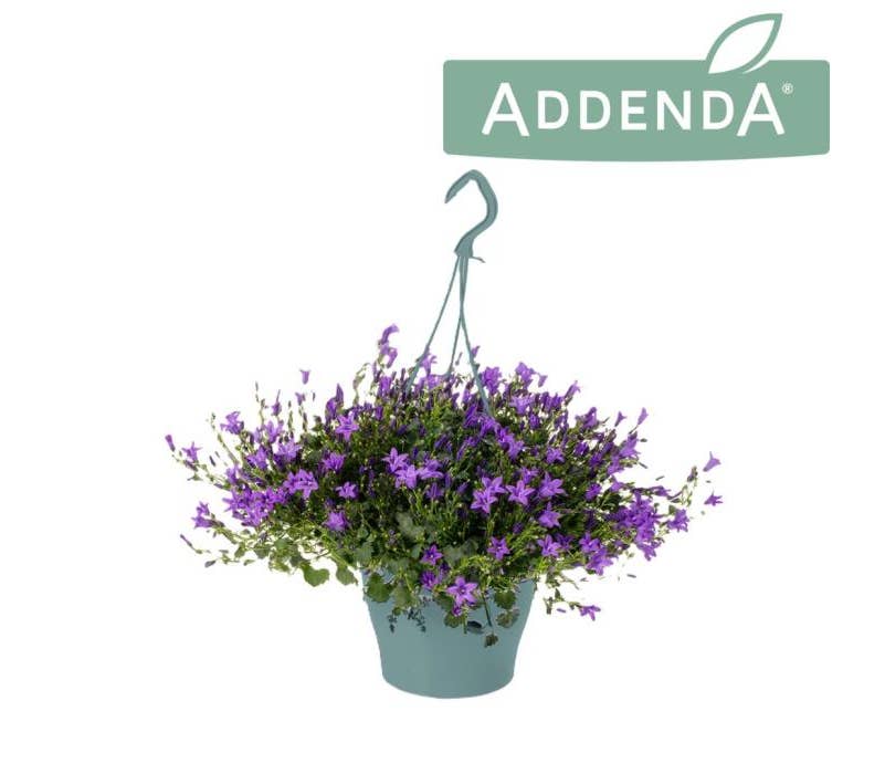 Campanula Ambella Purple hanging