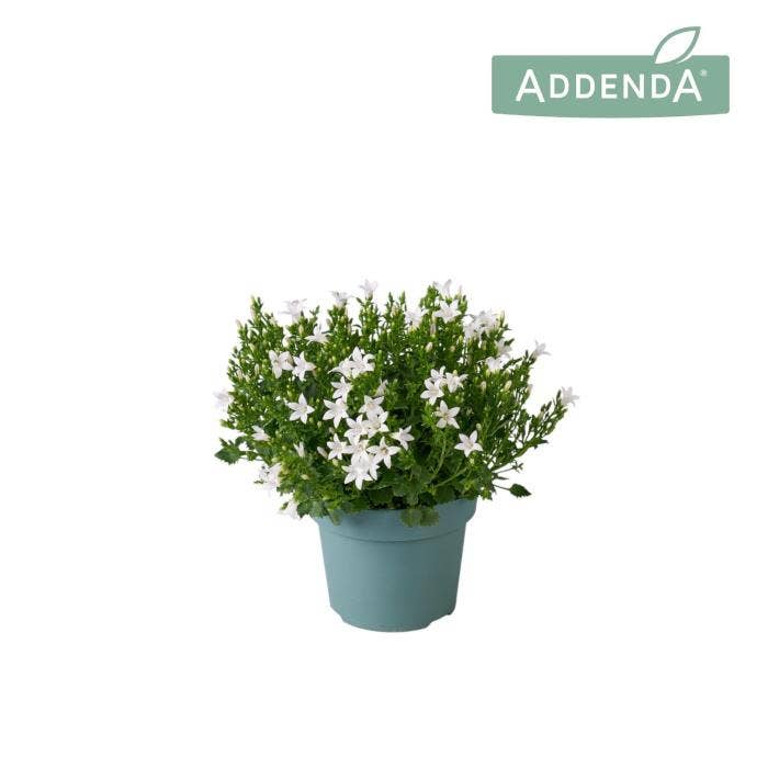 Campanula Ambella White