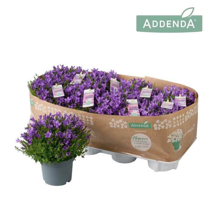 Campanula Ambella® Intense Purple