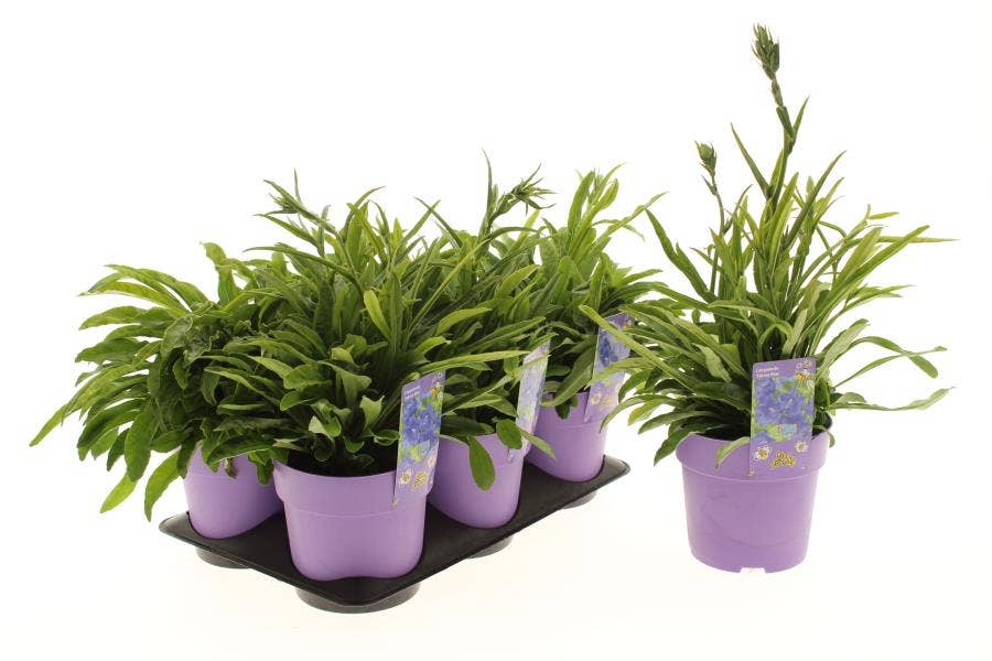 Campanula per. 'Takion Blue'