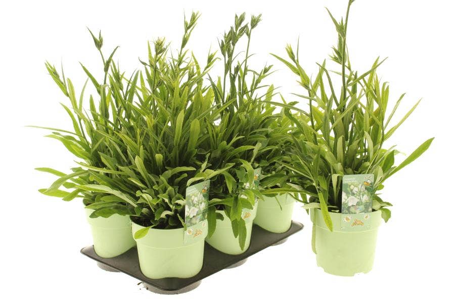 Campanula per. 'Takion White'