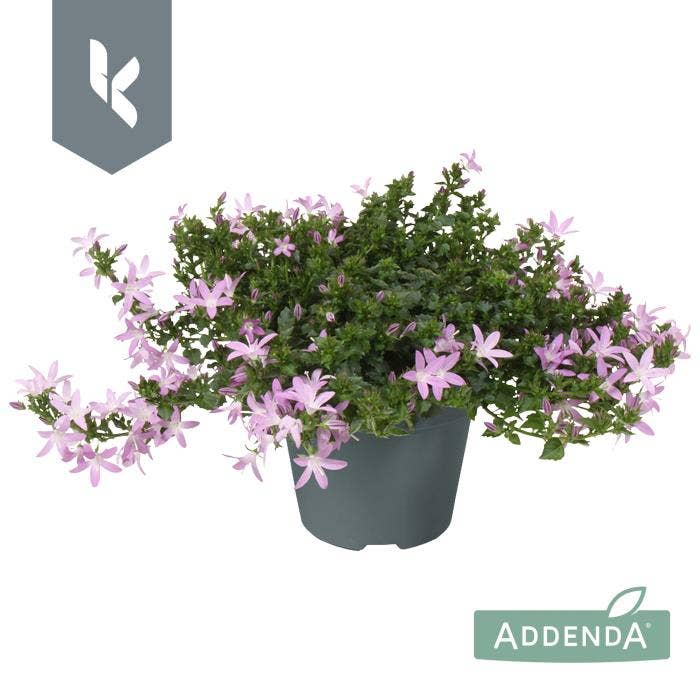 Campanula por. 'Adansa Pink'