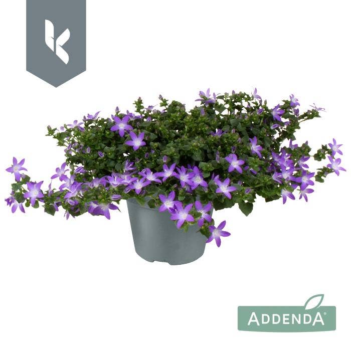 Campanula por. 'Adansa Purple' 