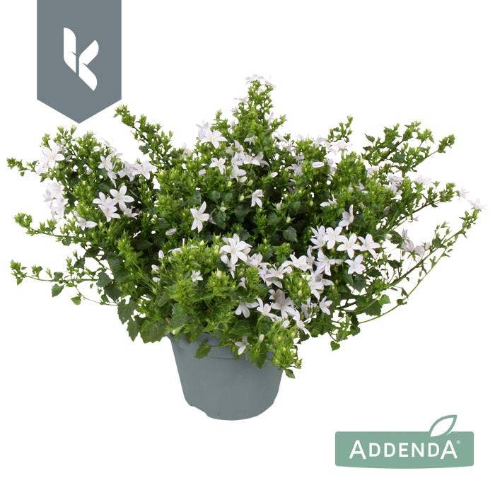 Campanula por. 'Adansa White'