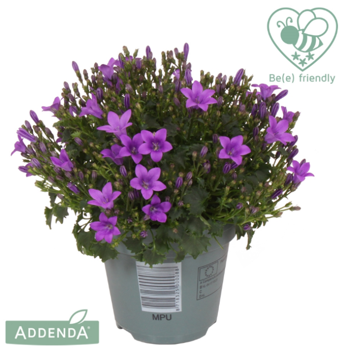 Campanula por. 'Ambella Intens purple'