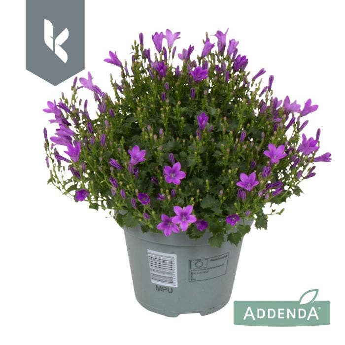 Campanula por. 'Ambella Intens purple'