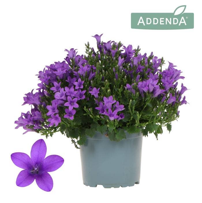 Campanula por. 'Ambella Intens purple'