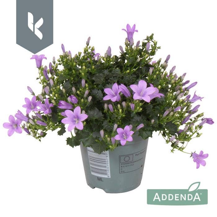 Campanula por. 'Ambella Lavender'