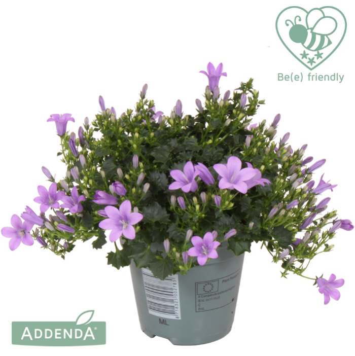 Campanula por. 'Ambella Lavender'