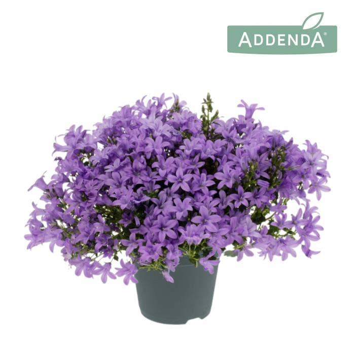 Campanula por. 'Ambella Lavender'