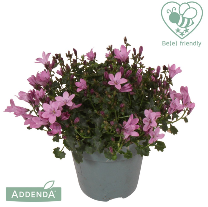 Campanula por. 'Ambella Pink'