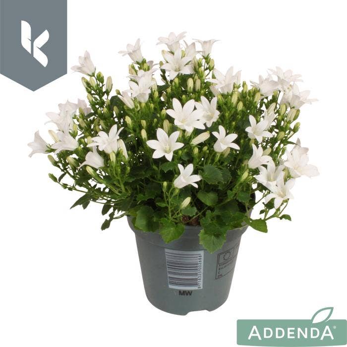 Campanula por. 'Ambella White'