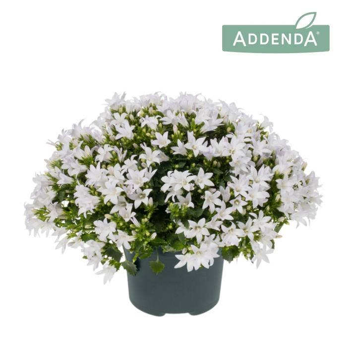 Campanula por. 'Ambella White'