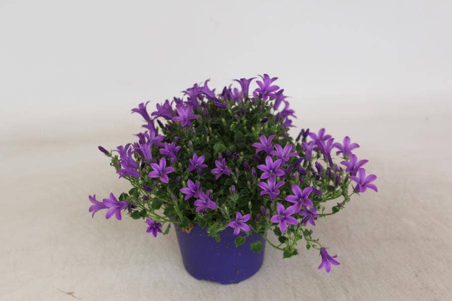 Campanula portenschlagiana KoSea Kris