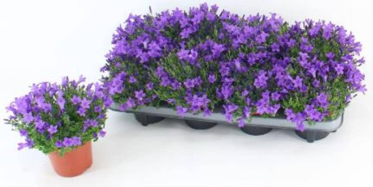 Campanula Purple 