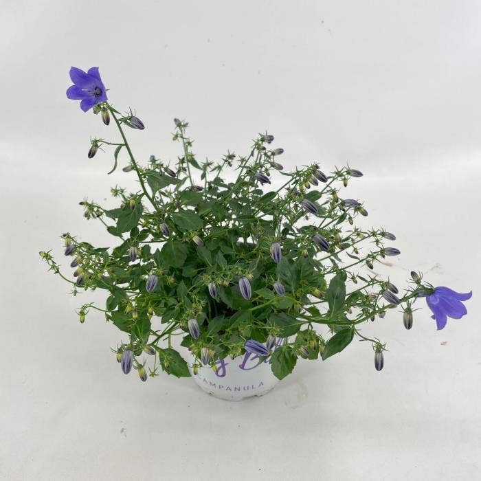 Campanula Spring Bell Blue