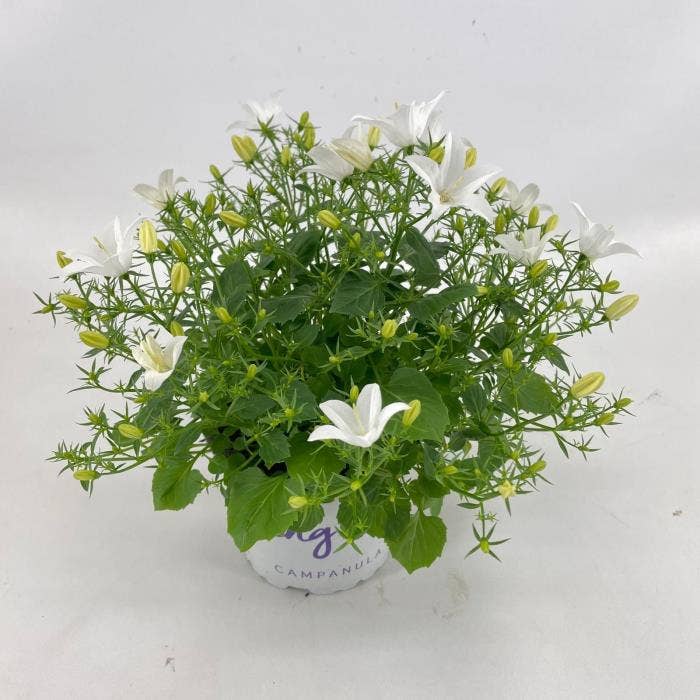 Campanula Spring Bell White