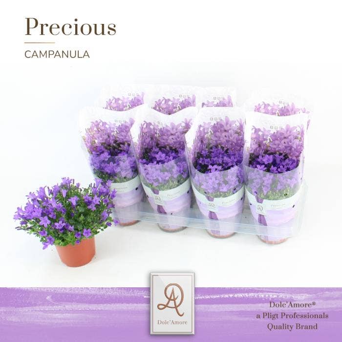 Campanula 