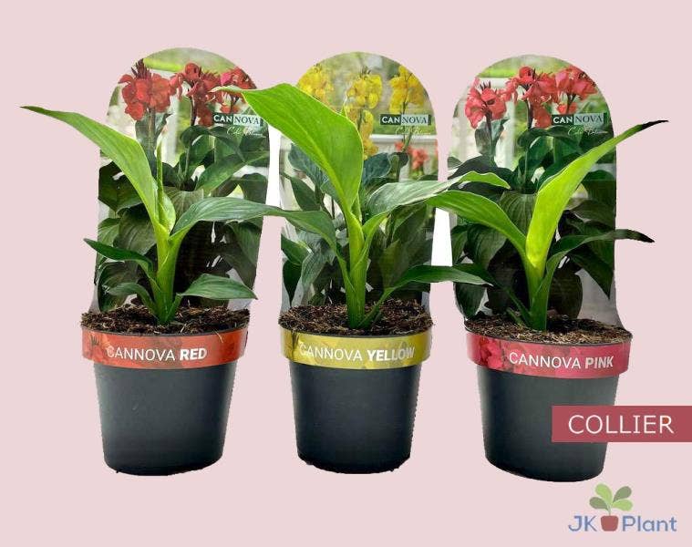 Canna Cannova Collier