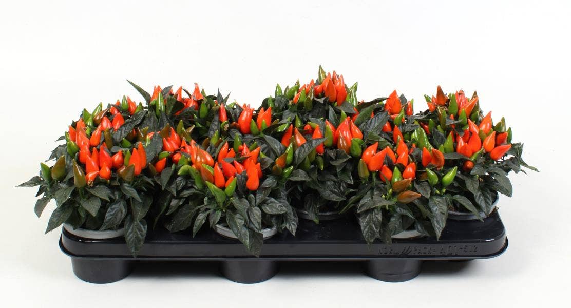 Capsicum annuum Orange