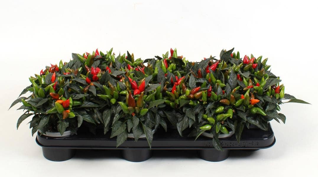 Capsicum annuum Red