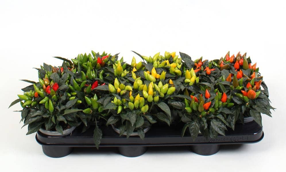 Capsicum annuum