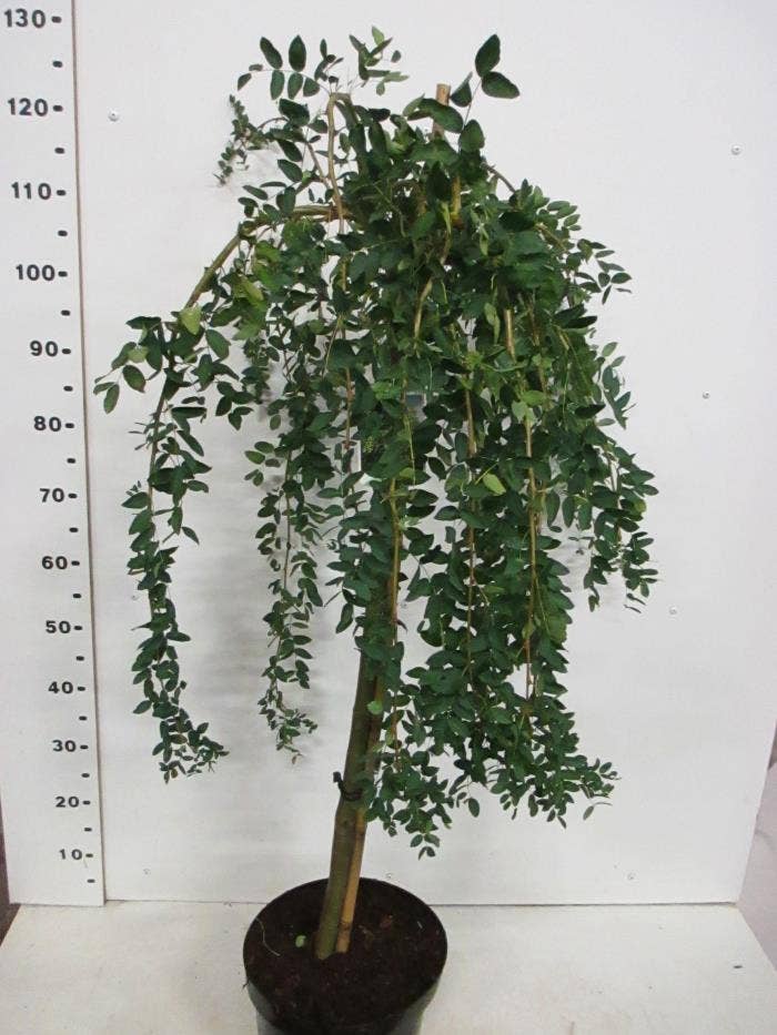 Caragana arb. 'Pendula'