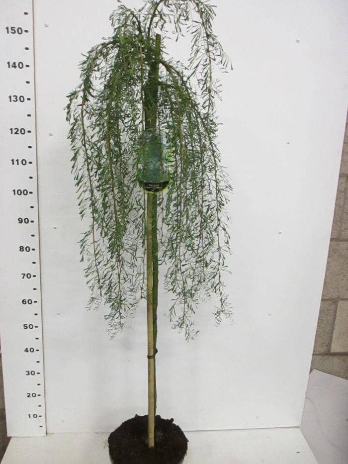 Caragana arb. 'Walker'