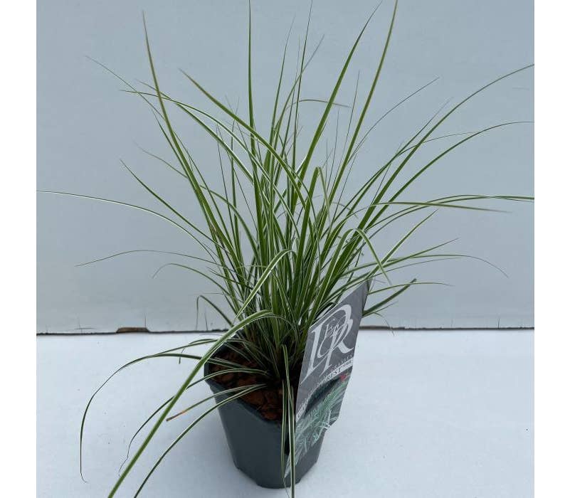 Carex 'Everest' Green Solutions