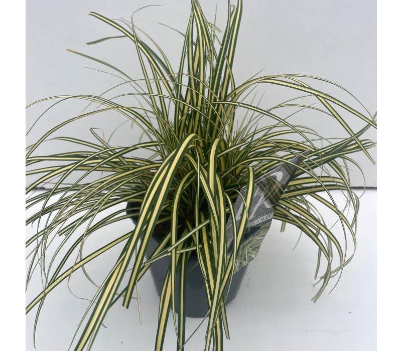 Carex 'Evergold' Green Solutions