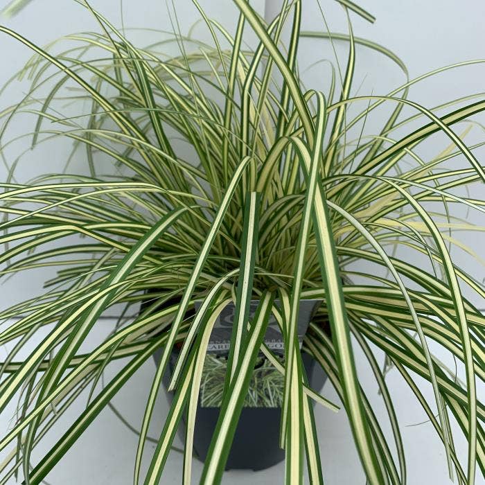 Carex 'Evergold' Green Solutions
