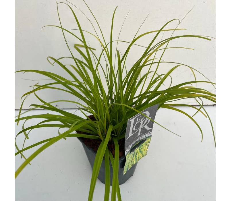 Carex 'Everillo' Green Solutions