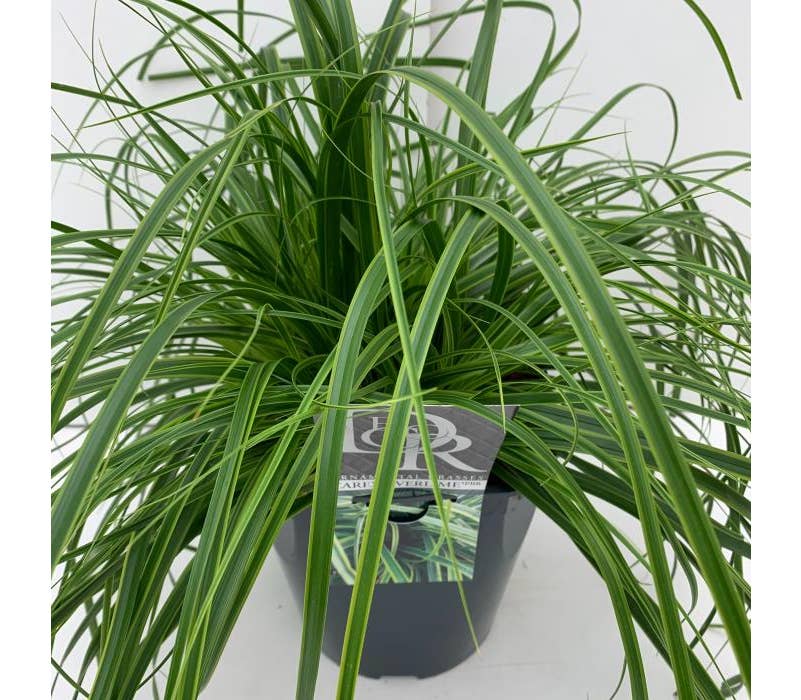 Carex 'Everlime' Green Solutions