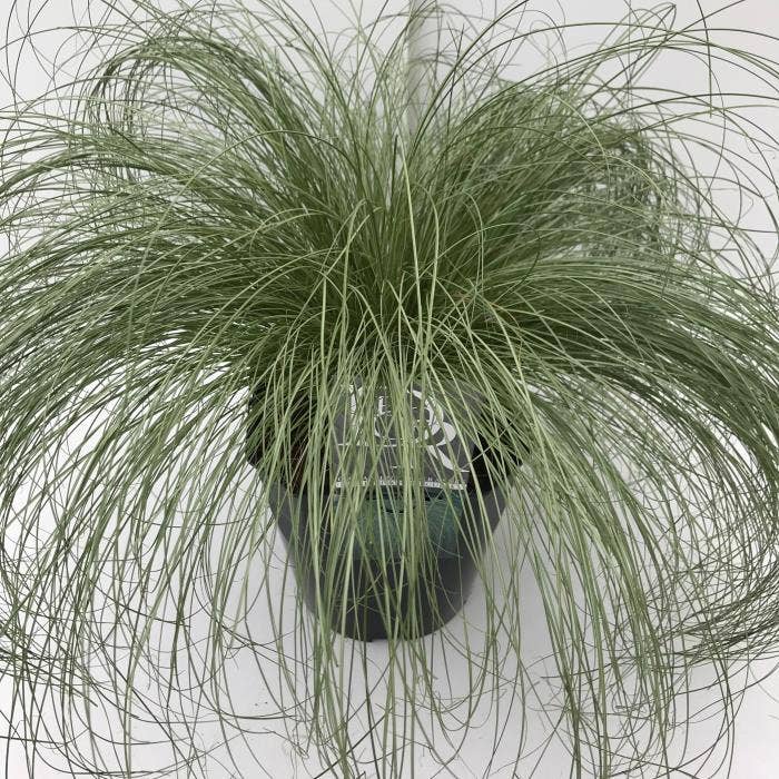 Carex 'Frosted Curls'
