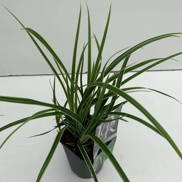 Carex 'Ice Dance'