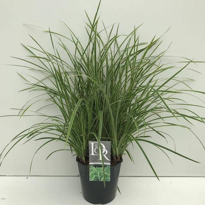 Carex 'Ice Dance'