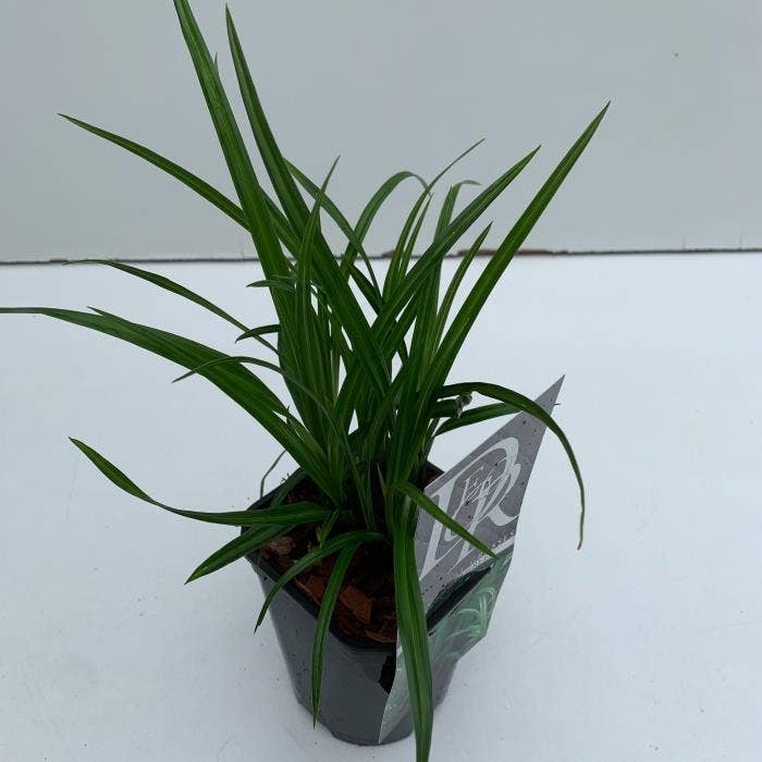 Carex 'Irisch Green'