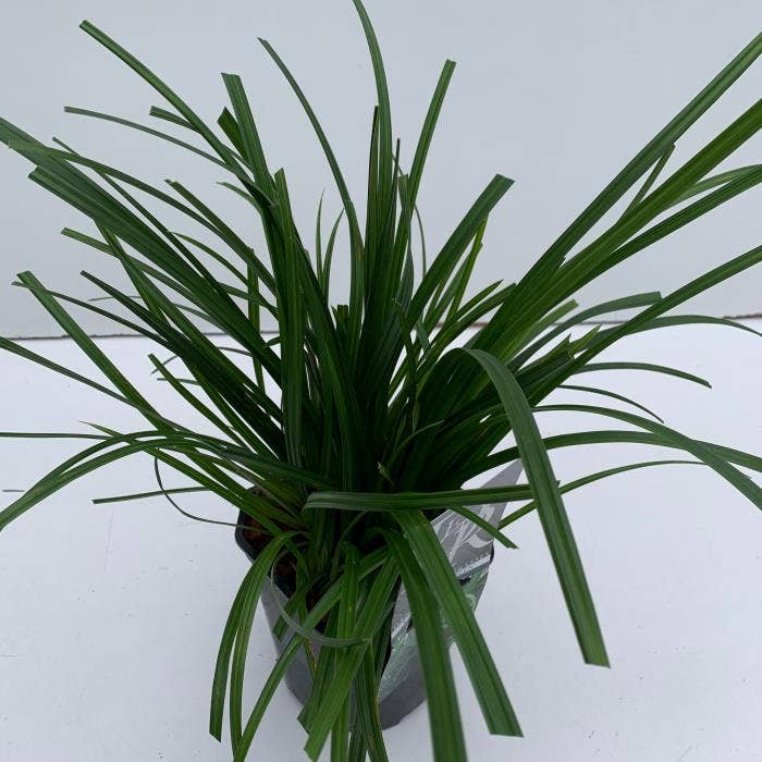 Carex 'Irisch Green'