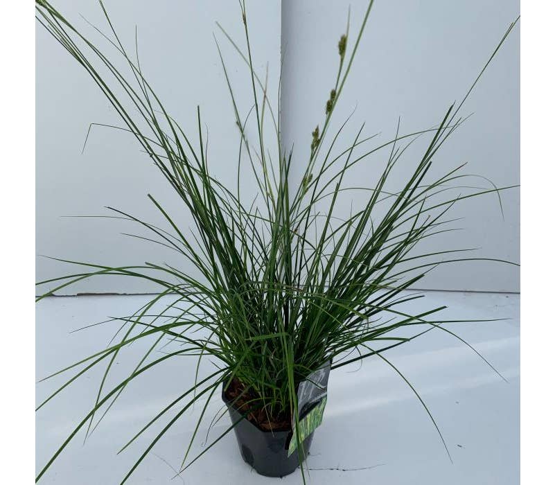 Carex 'Magic Green' Green Solutions
